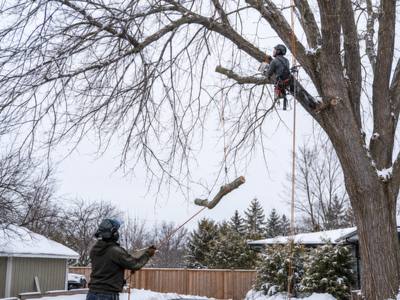 Climber lowering a cut section on rope from a bare tree in winter snow