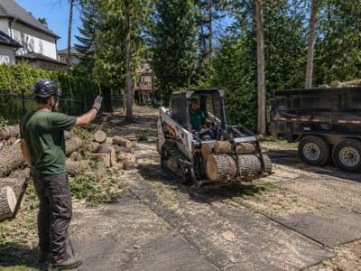 Skid steer moving cut log rounds into a trailer after a removal