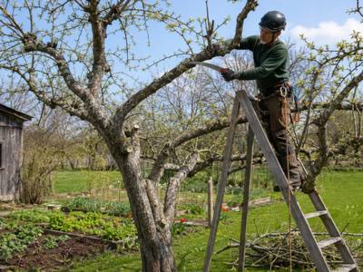 Worker on a ladder pruning a small tree in a home garden