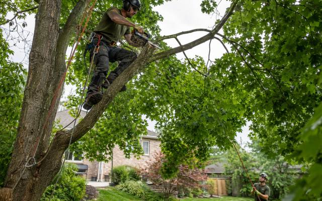 Climber tied in and reaching for smaller growth inside a full green canopy