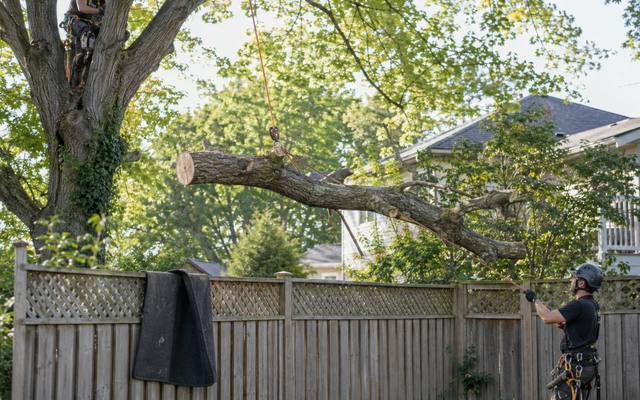Climber addressing a large dead limb resting across a backyard fence
