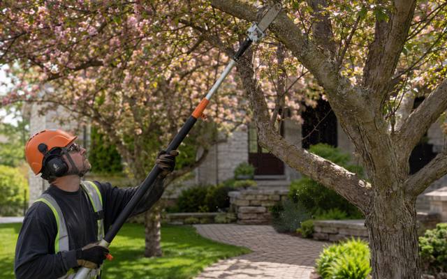 Pole pruner reaching into a flowering ornamental tree beside a driveway
